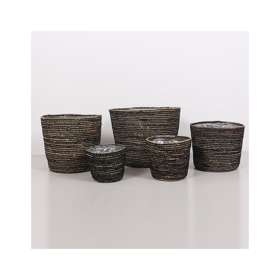 Deniz Sazı 5 'li Saksı Set